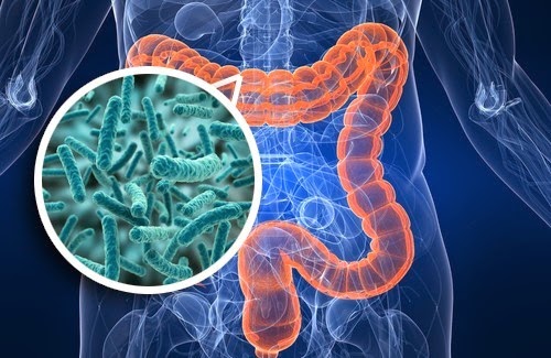 Microbiota intestinal - Você sabe o que é e como ela pode estar relacionada à obesidade? - Blog | Clinica Concon